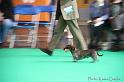 Crufts2011_2 663